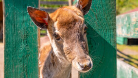 Mazurskie Mini Zoo w Kąpie