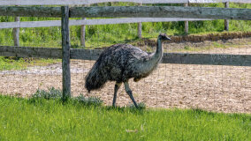 Mazurskie Mini Zoo w Kąpie