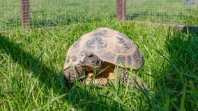 Mazurskie Mini Zoo w Kąpie