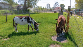 Mazurskie Mini Zoo w Kąpie