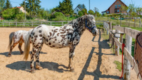 Mazurskie Mini Zoo w Kąpie