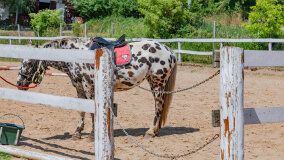 Mazurskie Mini Zoo w Kąpie