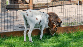 Mazurskie Mini Zoo w Kąpie