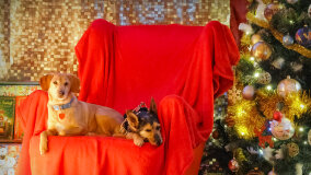 Wioska św. Mikołaja - zdjęcie 34