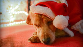 Wioska św. Mikołaja - zdjęcie 29