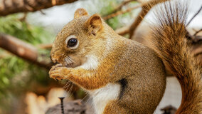 Wiewiórkarnia w MiniZoo w Wilkasach - zdjęcie 13