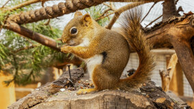 Wiewiórkarnia w MiniZoo w Wilkasach - zdjęcie 11