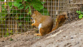 Wiewiórkarnia w MiniZoo w Wilkasach - zdjęcie 9