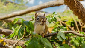 Wiewiórkarnia w MiniZoo w Wilkasach - zdjęcie 8