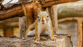 Wiewiórkarnia w MiniZoo w Wilkasach - zdjęcie 7