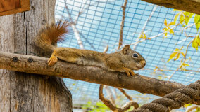 Wiewiórkarnia w MiniZoo w Wilkasach - zdjęcie 5