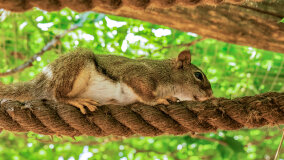 Wiewiórkarnia w MiniZoo w Wilkasach - zdjęcie 4