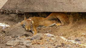 Wiewiórkarnia w MiniZoo w Wilkasach - zdjęcie 3