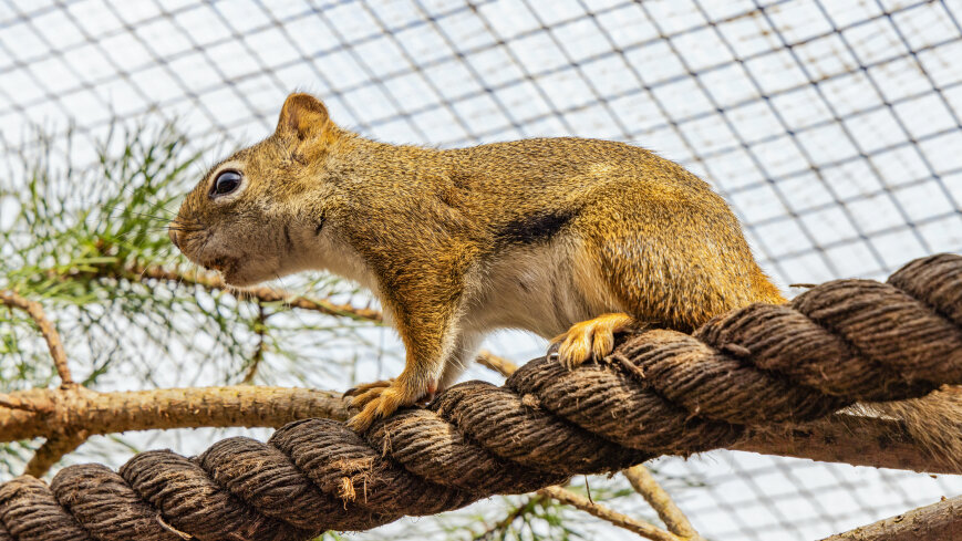 Wiewiórkarnia w MiniZoo w Wilkasach - zdjęcie 1