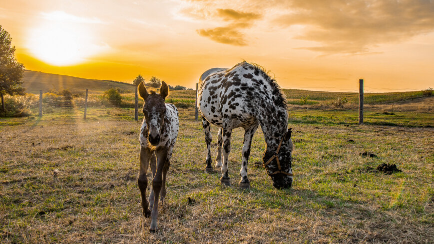 Spacery i jazda konna w terenie - zdjęcie 1