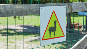 Alpakadabra - zdjęcie 59