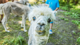 Alpakadabra - zdjęcie 58