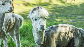 Alpakadabra - zdjęcie 57