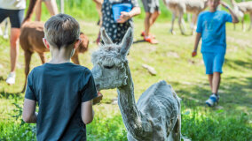 Alpakadabra - zdjęcie 55