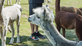 Alpakadabra - zdjęcie 53