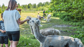 Alpakadabra - zdjęcie 52