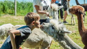 Alpakadabra - zdjęcie 50