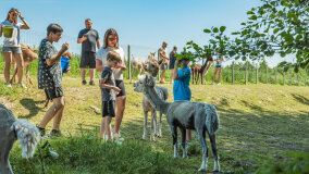 Alpakadabra - zdjęcie 49