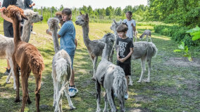 Alpakadabra - zdjęcie 48