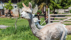 Alpakadabra - zdjęcie 47