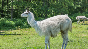 Alpakadabra - zdjęcie 46