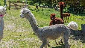 Alpakadabra - zdjęcie 45