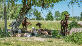 Alpakadabra - zdjęcie 44