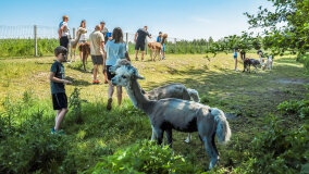 Alpakadabra - zdjęcie 43