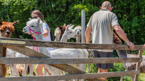 Alpakadabra - zdjęcie 41