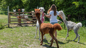 Alpakadabra - zdjęcie 40