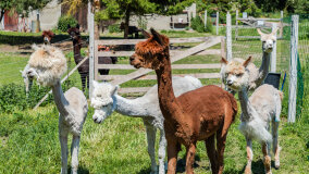 Alpakadabra - zdjęcie 39