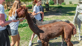 Alpakadabra - zdjęcie 38