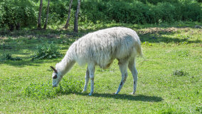 Alpakadabra - zdjęcie 37