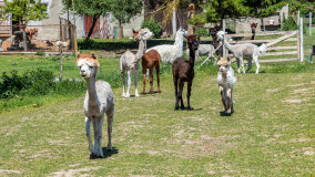 Alpakadabra - zdjęcie 36