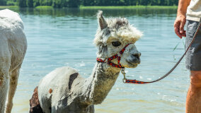 Alpakadabra - zdjęcie 35