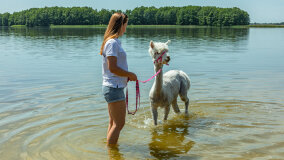 Alpakadabra - zdjęcie 34