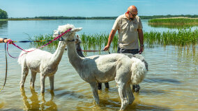 Alpakadabra - zdjęcie 31