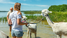 Alpakadabra - zdjęcie 30