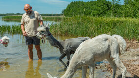 Alpakadabra - zdjęcie 29