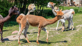 Alpakadabra - zdjęcie 28