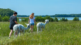 Alpakadabra - zdjęcie 27