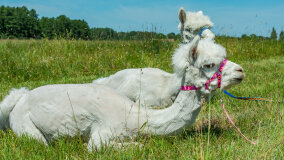 Alpakadabra - zdjęcie 26