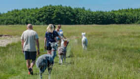 Alpakadabra - zdjęcie 25