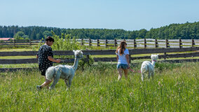 Alpakadabra - zdjęcie 24