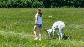 Alpakadabra - zdjęcie 22